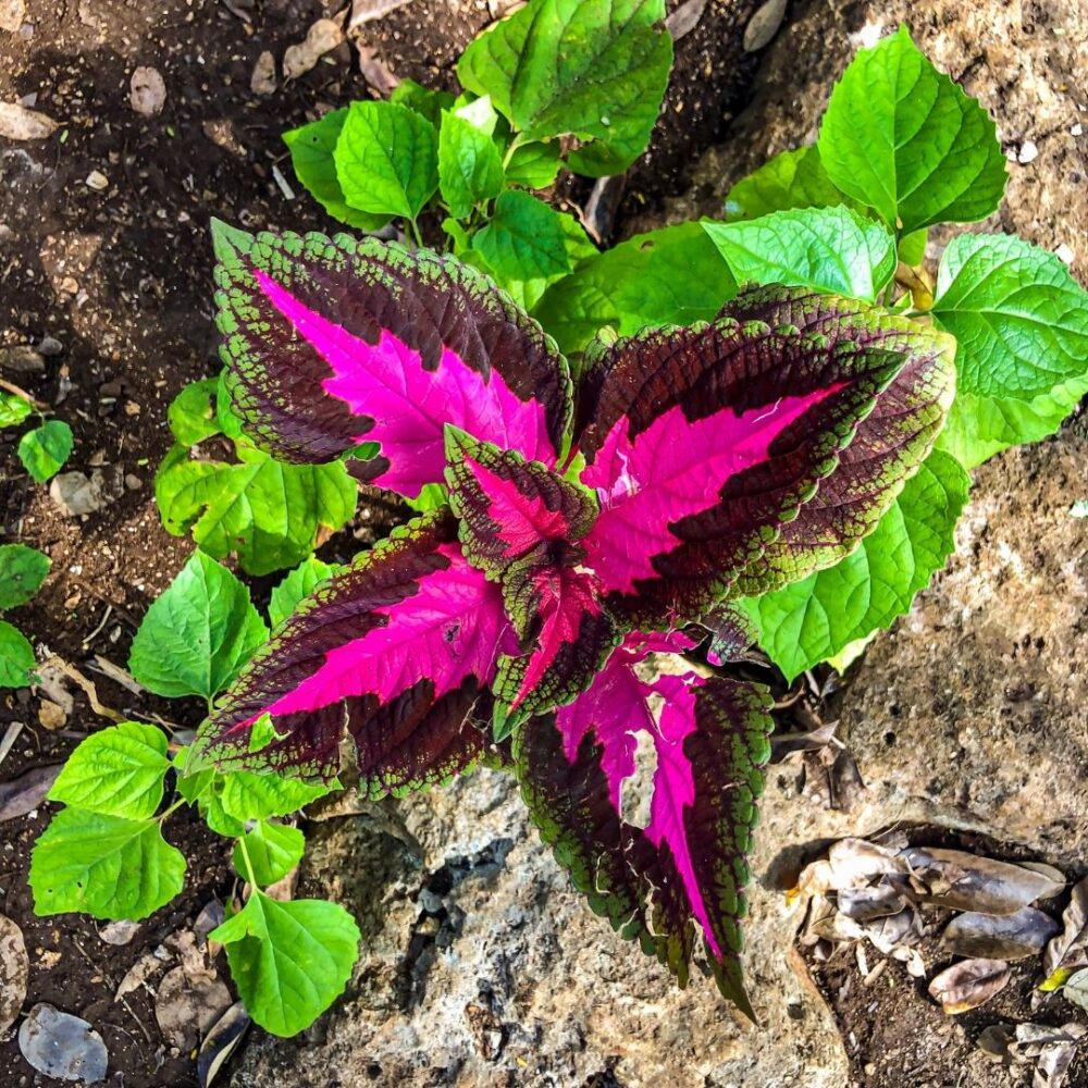 Cobá Tour - Image 11