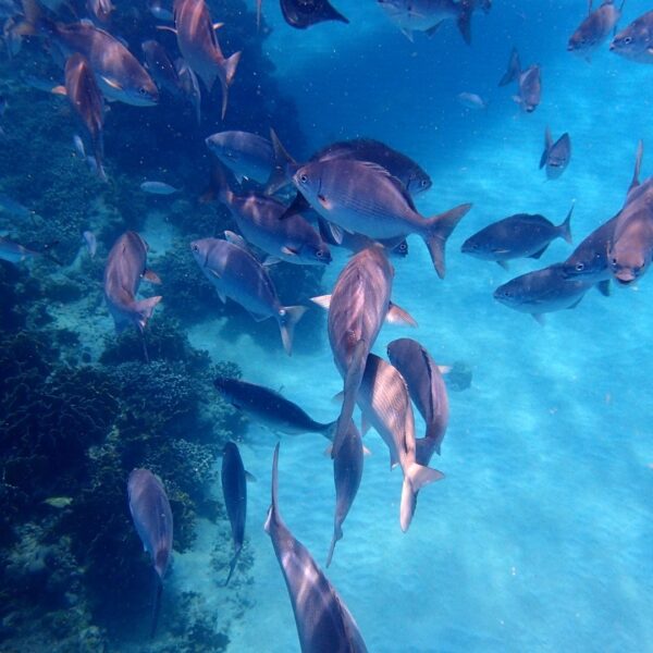 fishing tour - a local family experience- riviera fam 00016