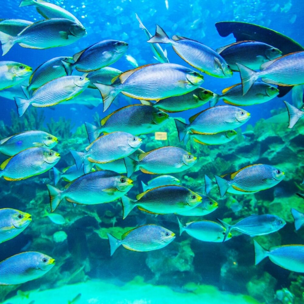 Snorkel tour - Image 2