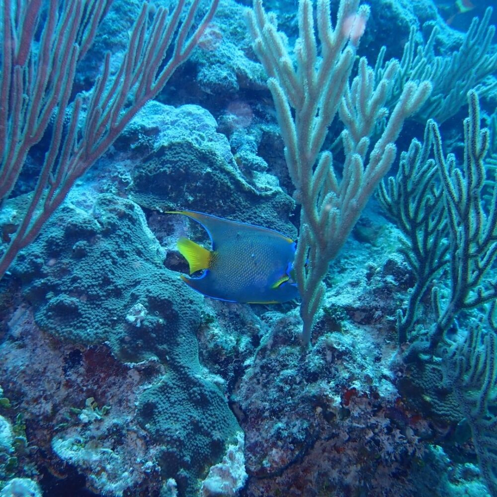 Snorkel tour - Image 3