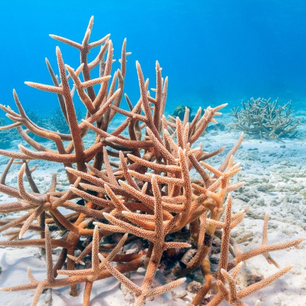 Snorkel tour - Image 4